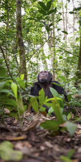 Chimpanzee (Pan Troglodytes), male looking up with hope, jungle in Kibale National Park, Uganda