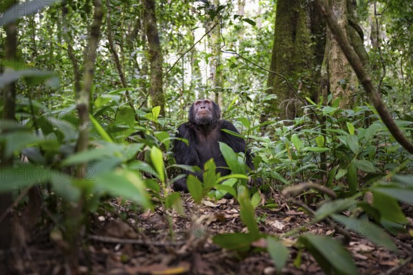 Chimpanzee (Pan Troglodytes), male looking up with hope, jungle in Kibale National Park, Uganda