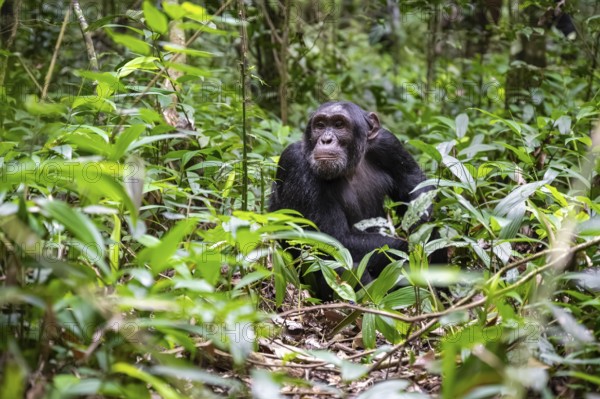 Chimpanzee (Pan Troglodytes), male on the ground, jungle in Kibale National Park, Uganda