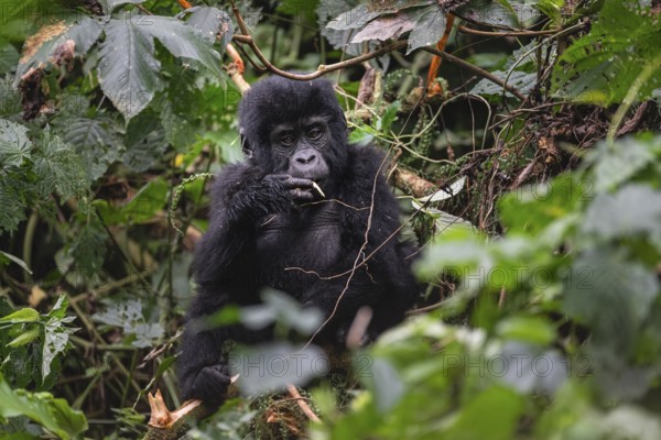 Mountain gorilla (Gorilla beringei beringei), juvenile, eats leaves, Bwindi Impenetrable Forest, Uganda