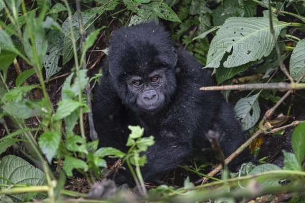 Mountain gorilla (Gorilla beringei beringei), juvenile, Bwindi Impenetrable Forest, Uganda