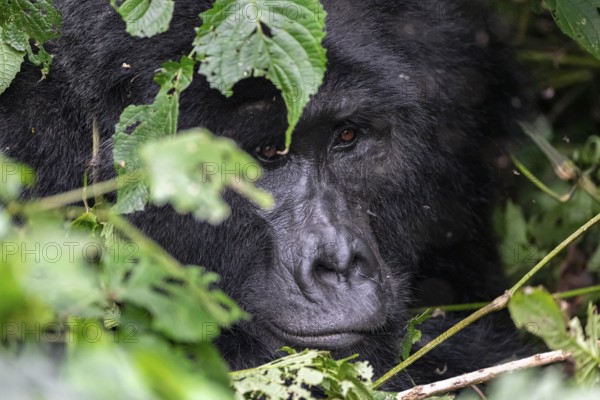 Mountain gorilla (Gorilla beringei beringei), Silverback, between leaves, animal portrait, Bwindi Impenetrable Forest, Uganda