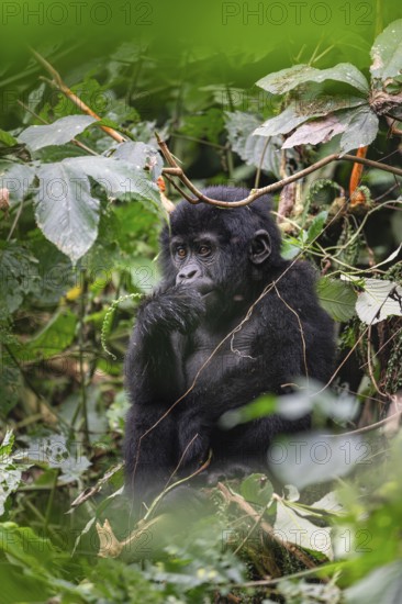Mountain gorilla (Gorilla beringei beringei), juvenile, Bwindi Impenetrable Forest, Uganda