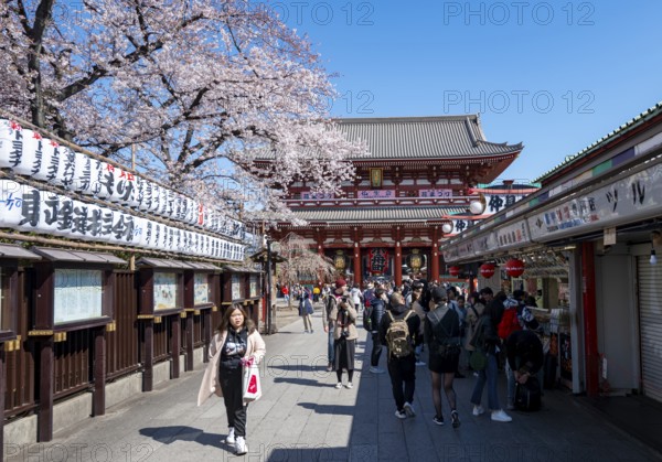 Nakamise-dori shopping street with lanterns, Hozomon Gate of Asakusa Shrine or Senso-ji Temple, blooming cherry trees, Buddhist temple complex, Asakusa, Tokyo, Japan