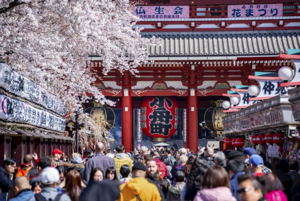 View of numerous visitors on Nakamise-dori shopping street with Hozomon Gate of Asakusa Shrine or Senso-ji Temple, blooming cherry trees, Buddhist temple complex, Asakusa, Tokyo, Japan