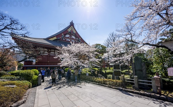 Blooming cherry trees and red-gold roof gable of a temple building, Buddhist temple complex, Asakusa shrine or Senso-ji temple, Asakusa, Tokyo, Japan