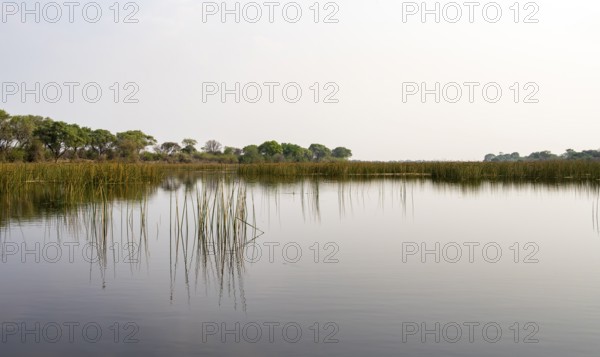 Trees reflected in water, river landscape, Thamalakane River, Okavango Delta, Botswana