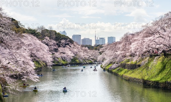 Chidorigafuchi Canal with rowing boat in front of blooming cherry trees, moat, Japanese cherry blossom in spring, Hanami festival, Chidorigafuchi Green Way, Tokyo, Japan