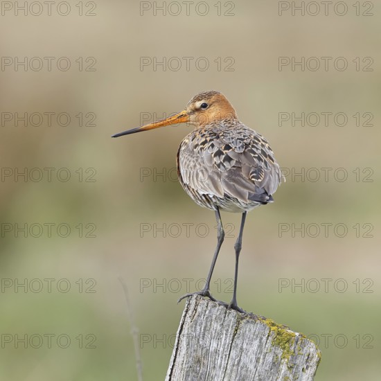 Blacktail (Limosa limosa), sitting room, on a fence post, snipe birds, wildlife, nature photography, wetland, ox moor, Dümmer See, Lembruch, Lower Saxony, Germany