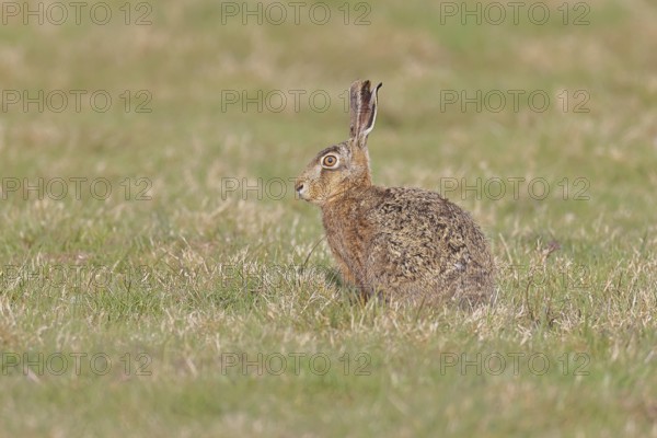 Brown hare (Lepus europaeus) sitting in a meadow, North Rhine-Westphalia, Germany