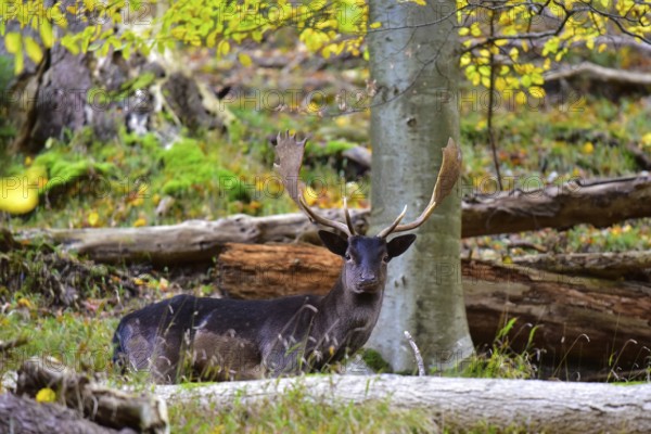 Fallow deer with magnificent antler shovels (Dama dama) in autumn forest in Bavaria, Germany