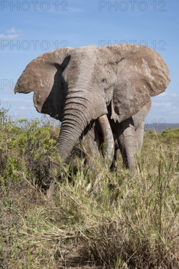 African elephant (Loxodonta africana) eats leaves, the famous Super Tusker elephant Craig, old male with long tusks, Kajiado County, Kenya