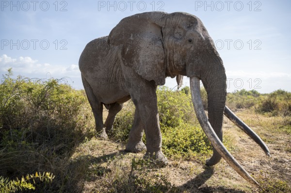 African elephant (Loxodonta africana) eats leaves, the famous Super Tusker elephant Craig, old male with long tusks, Kajiado County, Kenya