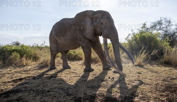 African elephant (Loxodonta africana) the famous Super Tusker elephant Craig, old male with long tusks, Kajiado County, Kenya