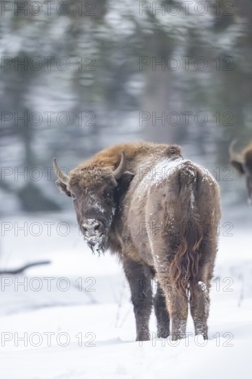 European bison (Bison bonasus) or Wisent standing on a meadow next to the forest in winter, snow, Bavaria, Germany