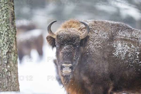 European bison (Bison bonasus) or Wisent portrait in winter, snow, Bavaria, Germany