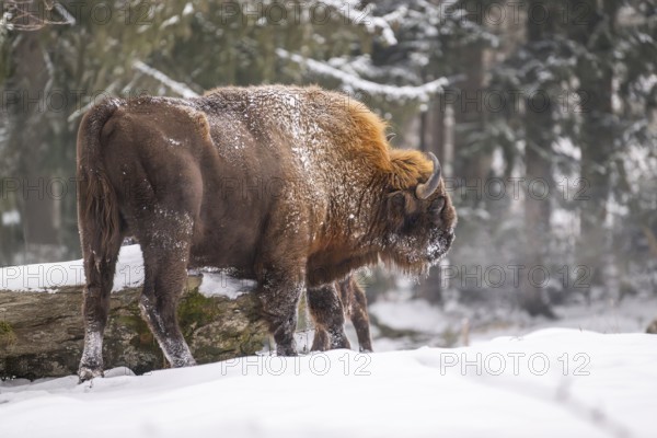European bison (Bison bonasus) or Wisent standing on a meadow next to the forest in winter, snow, Bavaria, Germany