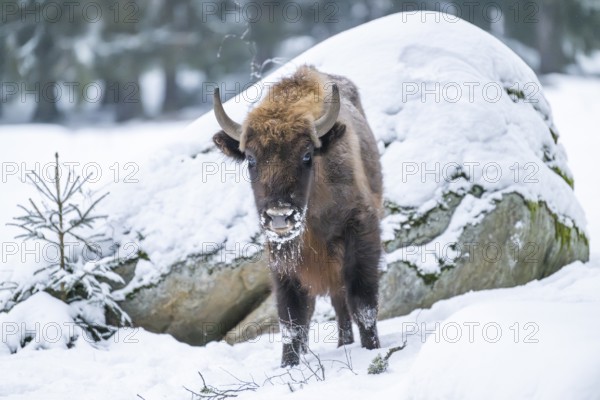 European bison (Bison bonasus) or Wisent standing on a meadow next to the forest in winter, snow, Bavaria, Germany