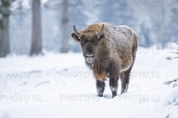 European bison (Bison bonasus) or Wisent standing on a meadow next to the forest in winter, snow, Bavaria, Germany
