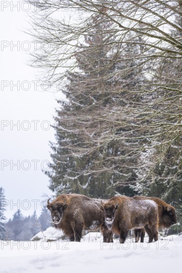 European bison (Bison bonasus) or Wisent standing on a meadow next to the forest in winter, snow, Bavaria, Germany