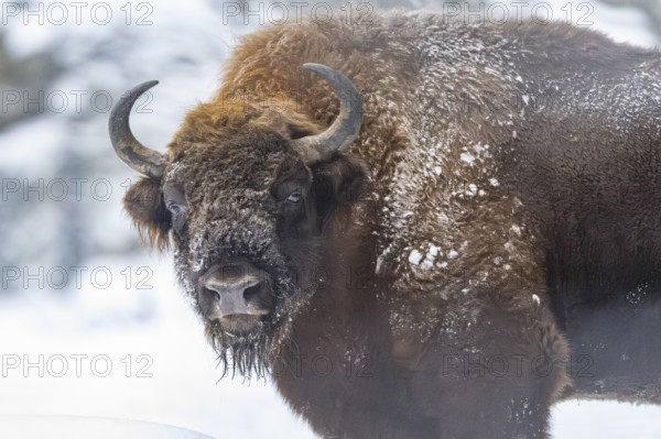 European bison (Bison bonasus) or Wisent portrait in winter, snow, Bavaria, Germany