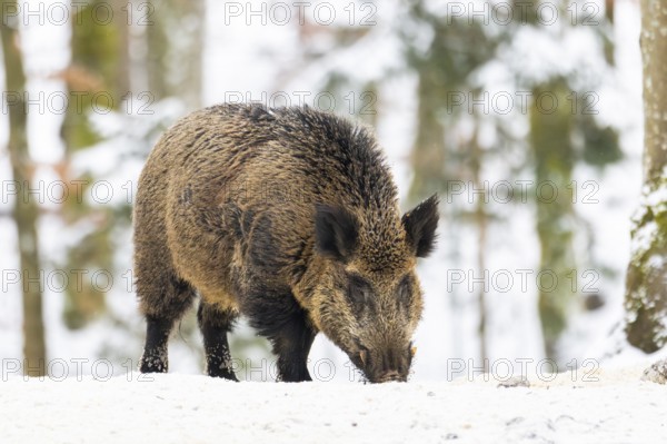 Wild boar (Sus scrofa) standing in a forest in winter, snow, Bavaria, Germany