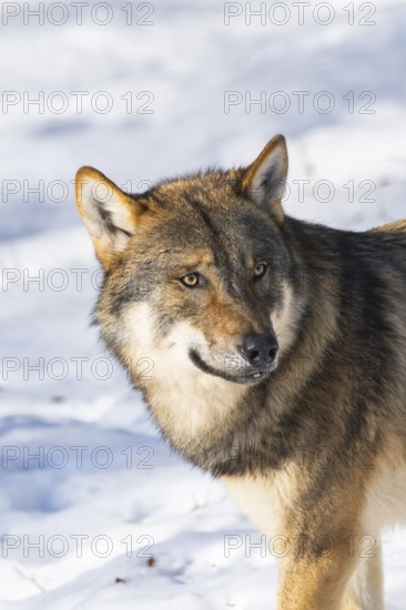 European gray wolf (Canis lupus lupus) standing in a forest in winter, snow, Bavaria, Germany