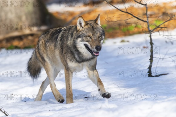 European gray wolf (Canis lupus lupus) walking in a forest in winter, snow, Bavaria, Germany