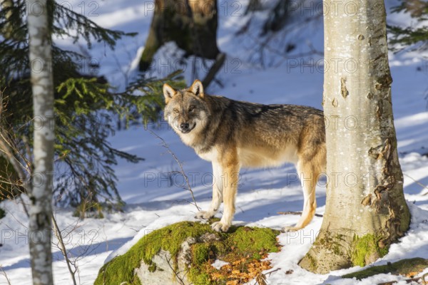 European gray wolf (Canis lupus lupus) standing in a forest in winter, snow, Bavaria, Germany