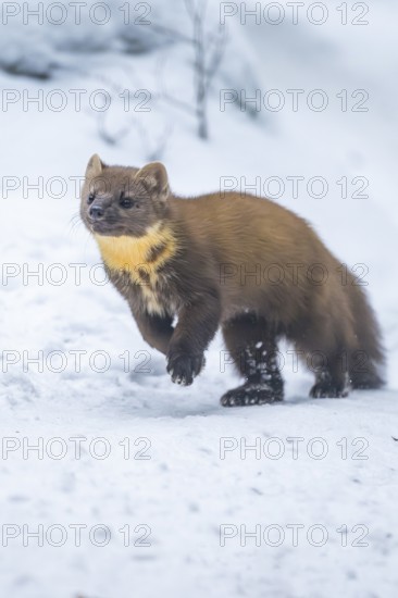 European pine marten (Martes martes) running in the snow in winter, National Park Bavarian Forest, Bavaria, Germany