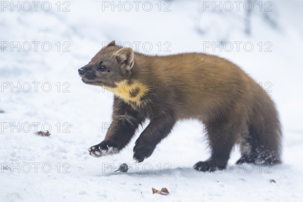 European pine marten (Martes martes) running in the snow in winter, National Park Bavarian Forest, Bavaria, Germany