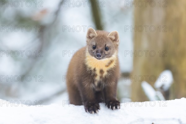 European pine marten (Martes martes) standing in the snow in winter, National Park Bavarian Forest, Bavaria, Germany