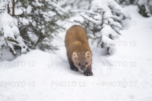 European pine marten (Martes martes) standing in the snow in winter, National Park Bavarian Forest, Bavaria, Germany