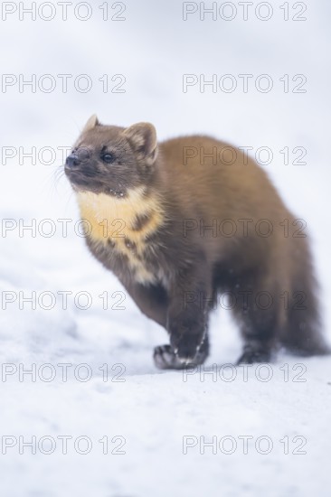 European pine marten (Martes martes) running in the snow in winter, National Park Bavarian Forest, Bavaria, Germany