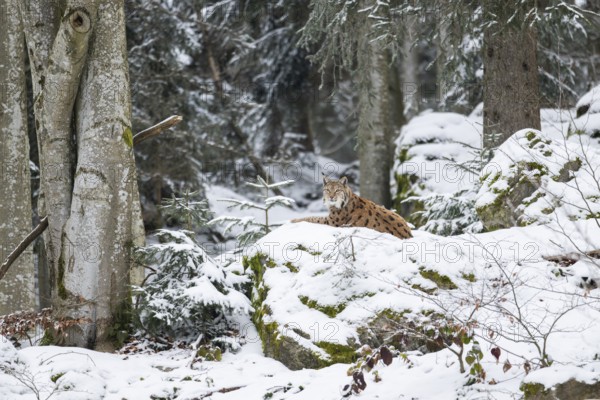 Eurasian lynx (Lynx lynx) lying in a forest in winter, snow, Bavaria, Germany