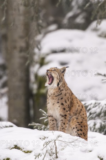 Eurasian lynx (Lynx lynx) sitting in a forest in winter, snow, Bavaria, Germany