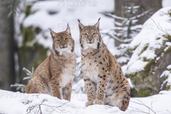 Eurasian lynx (Lynx lynx) sitting in a forest in winter, snow, Bavaria, Germany