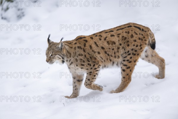 Eurasian lynx (Lynx lynx) walking in a forest in winter, snow, Bavaria, Germany