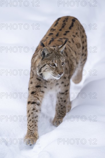 Eurasian lynx (Lynx lynx) walking in a forest in winter, snow, Bavaria, Germany