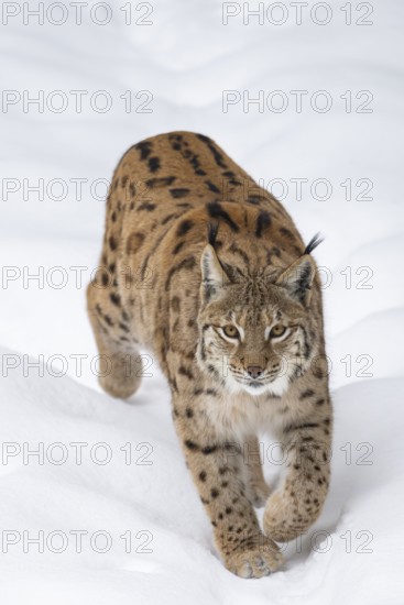 Eurasian lynx (Lynx lynx) walking in a forest in winter, snow, Bavaria, Germany
