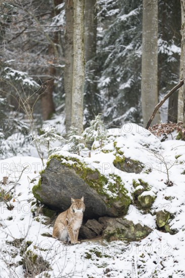 Eurasian lynx (Lynx lynx) sitting in a forest in winter, snow, Bavaria, Germany