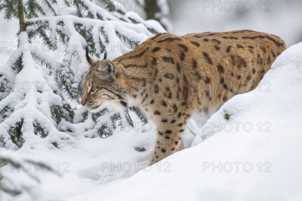 Eurasian lynx (Lynx lynx) walking in a forest in winter, snow, Bavaria, Germany