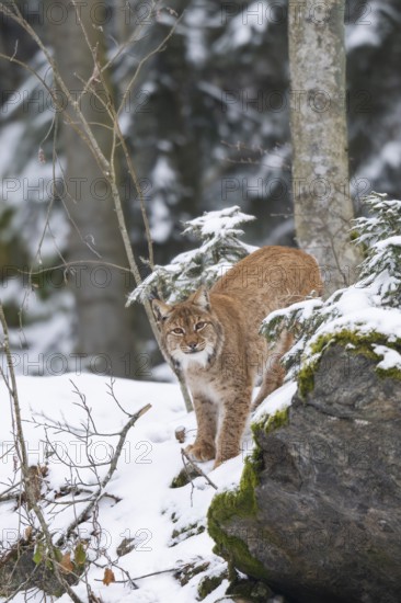 Eurasian lynx (Lynx lynx) standing in a forest in winter, snow, Bavaria, Germany