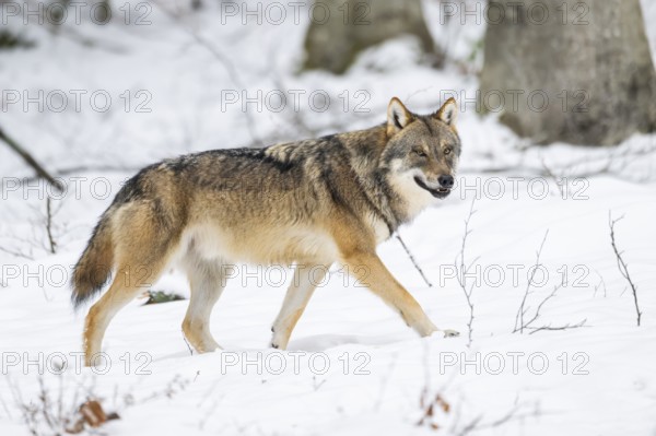 European gray wolf (Canis lupus lupus) walking in a forest in winter, snow, Bavaria, Germany