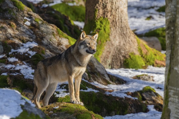 European gray wolf (Canis lupus lupus) standing in a forest in winter, snow, Bavaria, Germany
