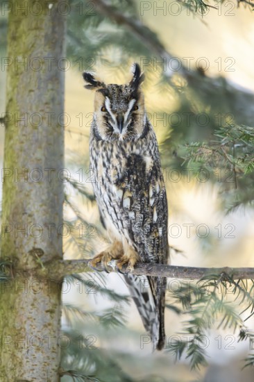 Long-eared owl (Asio otus) sitting on a branch in winter, National Park Bavarian Forest, Bavaria, Germany
