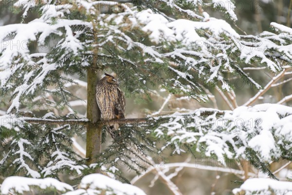 Long-eared owl (Asio otus) sitting on a branch in winter, National Park Bavarian Forest, Bavaria, Germany