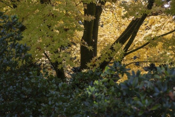 Japanese Japanese maple (Acer palmatum Sangu-Kaku) in autumn leaves, Emsland, Lower Saxony, Germany