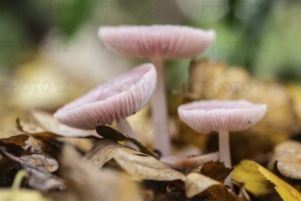Dwarf paint funnels (Laccaria tortilis), Emsland, Lower Saxony, Germany