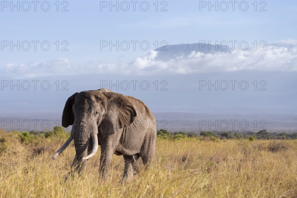 African elephant (Loxodonta africana) in picturesque landscape with the summit of Mount Kilimanjaro, old male with long tusks, in atmospheric evening light, Kajiado County, Kenya